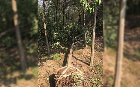 合肥承接園林綠化 專業施工