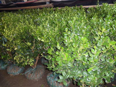 【無刺構骨球】冠幅60cm 價格26.00元/棵 100棵起批