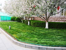 園林集團改造豐臺區(qū)政府院內(nèi)園林綠化工程