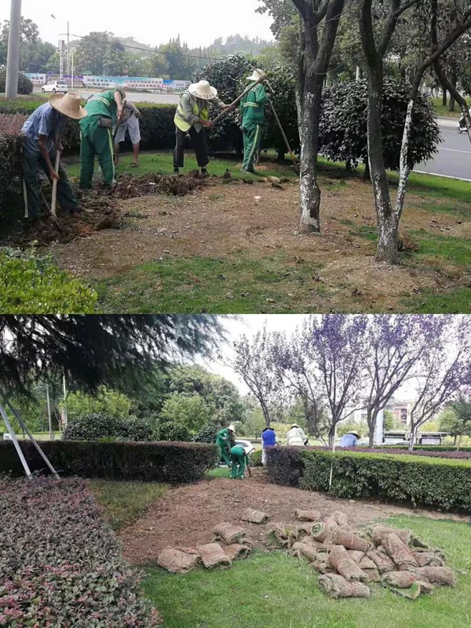 市園林局啟動(dòng)草坪更換補(bǔ)植工作
