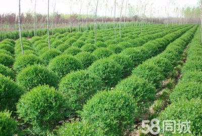 小葉女貞造型盆景樹樁灌木球小區(qū)學校廠區(qū)別墅酒店工程園林景觀綠化設計施工