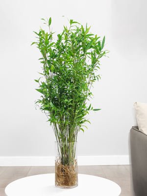 武漢室內(nèi)盆景、花卉養(yǎng)護與園林綠化工程全解析